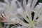 Close up white Lycoris radiata flower