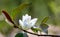 Close up of white Magnolia laevifolia `Inspiration` buds and flower in full bloom, spring in the garden