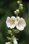 Close up of a white mallow blooming in all its glory