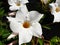Close-up of white Mandevilla laxa flowers