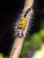 Close up of White-marked Tussock Moth Caterpillar,selective focus