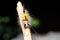 Close up of White-marked Tussock Moth Caterpillar,selective focus