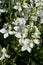 Close-up of White Matthiola Incana Flowers, Hoary Stock, Tenweeks Stock, Violaciocca Bianca