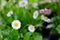 Close up white mini chrysanthemum flowers