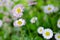 Close up white mini chrysanthemum flowers