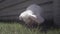 A close up of a white mini lop bunny rabbit eating grass, looking at the camera