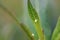 Close up of white Monarch Butterfly Egg on green Milkweed leaf in Florida