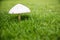 Close up the white mushroom on the green grass backyard. natural wallpaper from fungi and green field. image for nature background