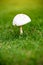 Close up the white mushroom on the green grass backyard. natural wallpaper from fungi and green field. image for nature background