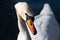 Close up of a white mute swan tilting its head to one side. The beak is orange. The water droplets roll off the feathers