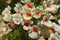 Close-up of white Nemesia flowers