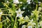 Close up of white Nicotiana alata spring flower  with selective focus on blurred background of green leaves. Spring time concept