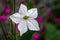 Close up white nicotiana flower