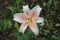 Close up of a white and orange Asiatic Lily Flower