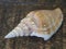 Close up white orange sea snail shell on brown wooden desk