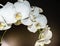 Close up of white orchid spray of blossoms on a solid black background with yellow and purple throat