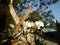 close-up of white orchid tree flowers, Kalimantan