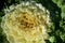 Close up of white ornamental cabbage covered with water droplets with green leaves on the edge