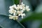 Close up of white Osmanthus flowers
