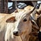 Close up on a white oxen`s head with horns