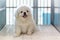 Close up of White Pekingese puppy sitting in the cage at the animal hospital/veterinary Clinic waiting for recovery from treatment