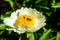 Close-up white peony flower with the bees inside