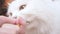 Close up white Persian cat eat snack food on hand in cat room.