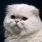Close-up of a white persian cat looking at the camera