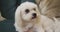 Close up of white pet dog sitting on sofa in living room looking around in slow motion