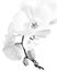 Close-up of a white phalaenopsis orchid black and white