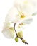 Close-up of a white phalaenopsis orchid in isolated on white