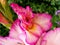 Close-up of white and pink gladiolus gladiola flower on green background