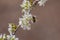 Close-up of white plum blossoms and a bee collecting pollen. Typical spring background