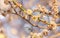 Close-up on a white plum tree flowers in bloom against a bokeh background