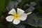 Close up at white Plumeria, Beautiful Nature Background : Plumeria, Franipani, Pagoda tree or Temple tree, Beautiful white flowers