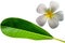 Close up of white Plumeria flowers or Frangipani flowers and plumeria leaf isolated on white background. Spring season concept