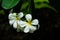 Close Up, white plumeria on the plumeria tree, frangipani tropical flowers.