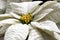 Close up of a White Poinsettia Blossom