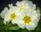 Close up of a White Primula