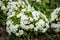 Close up on white primula vulgaris flower