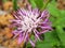 Close up white purple flower Centaurea