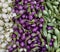 Close up white,purple and green eggplant display