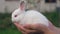 Close Up Of White Rabbit Cub In Hand