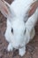 Close-up White Rabbit select focus blurry background,Beautifull white Rabbit soft focus.