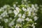 Close-up of White Radish flowers
