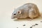 Close-up of a white rat of the Dumbo breed on a light yellow background with sunflower seeds