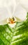 Close up of white red orchid flowers at green leaves background. Nature , spa or wellness