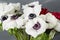 Close-up of a white and red poppies anemones in vase. Many flowers - gray background. winter flower