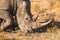 Close up of a White rhino grazing.
