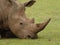 Close up of a white Rhino head